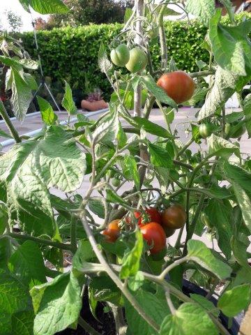 Naturel-blog-article-30 mai-Tomates fin mai creation enroutepourleweb