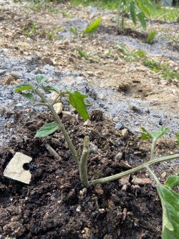 Naturel-blog-article-18-mail-courage des plants de tomates creation enroutepourleweb
