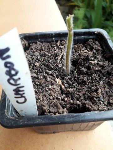 Naturel-blog-article-18-mail-courage des plants de tomates creation enroutepourleweb