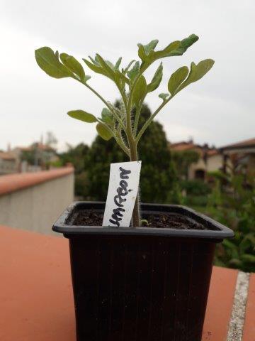 Naturel-blog-article-18 mail-courage des plants de tomates creation enroutepourleweb