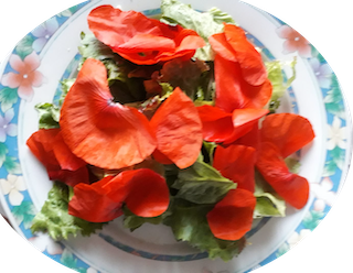 Naturel-blog-salade-04 mai-creation enroutepourleweb